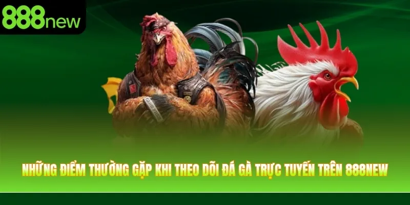 Những điểm thường gặp khi theo dõi đá gà trực tuyến trên 888NEW